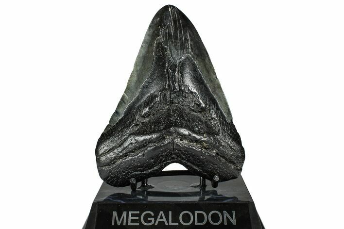 Fossil Megalodon Tooth - South Carolina #367956